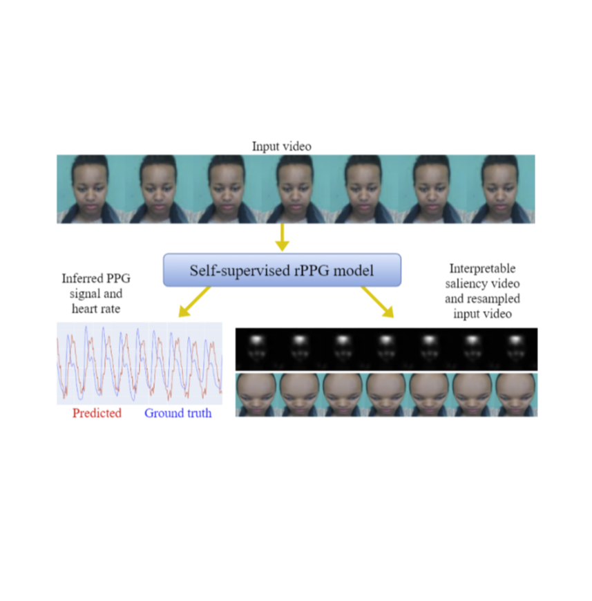 The Way to my Heart is through Contrastive Learning: Remote Photoplethysmography from Unlabelled Video