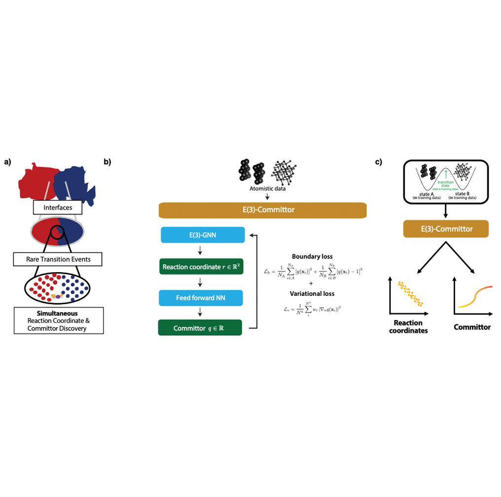 Simultaneous discovery of reaction coordinates and committor functions